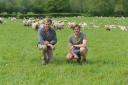 Will (left) and Sam Sawday: breeding sheep fit for regenerative-style farming. Picture: Debbie James