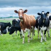 Organic Herd is looking for new suppliers.