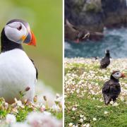 More than 41,000 puffins have been counted on Skomer Island