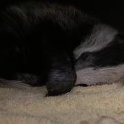 The badger cub was rescued by the RSPCA who provided specialist care for the cub