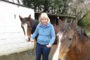 Safely home: Carolyn with her runaway ponies.