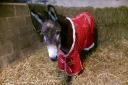 Friday, Wales' oldest donkey, died at the weekend at the grand old age of 53.
