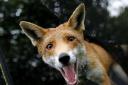 WD91594

Natalie Reynolds has pet fox Jasper

43R03