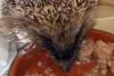 The hedgehog had to be put down after being shot with the air gun.