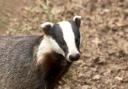 Plans to cull badgers in Pembrokeshire have been dropped