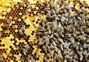 Google serach data shows a huge increase in interest in bees