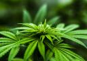 A man has denied growing cannabis at an address in Monkton.