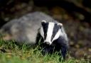 CULL REACTION: Farming unions welcome proposal