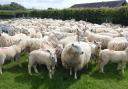 RamCompare's progeny project is looking for sheep farms to join