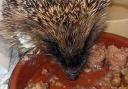 The hedgehog had to be put down after being shot with the air gun.