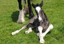 Guinevere's new foal was born at the Dyfed Shire Horse Farm.