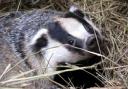 Cull decision welcomed by Pembrokeshire protest group