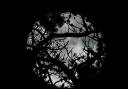 Moon through the trees at Amermawr taken by Alex Luke