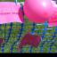 More than 1,800 runners took part in Race For Life at Scolton Manor, near Haverfordwest, Pembrokeshire on Sunday, May 9, 2010