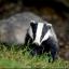 Common sense on badger cull