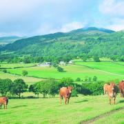 Experts will be discussing the future of red meat at the virtual Royal Welsh Show