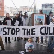 Pembrokeshire Against the Cull (PAC) staged a dramatic protest on the steps of the Senedd