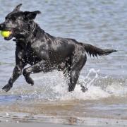 Some beaches will not be allowing dogs as of May 1