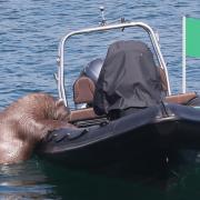 Wally the walrus is pictured back to his old tricks at Ardmore, Co Waterford, as he attempts to board a boat. Picture: Niall Carson/PA Wire