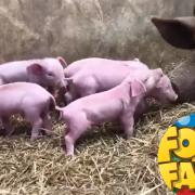 Mum Ruby gave birth to a litter of piglets on August 13
