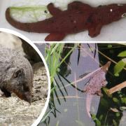 The curious creature was spotted in the pond at the banded mongoose enclosure.
Pictures: Folly Farm