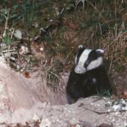 Rural Affairs Minister, Elin Jones, has said will not challenge Tuesday's Court of Appeal ruling which halts the north Pembrokeshire badger cull