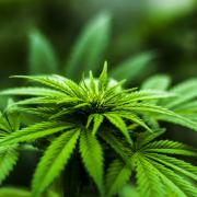 A man has denied growing cannabis at an address in Monkton.