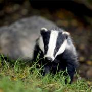 CULL REACTION: Farming unions welcome proposal