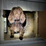 Five specialist dogs from BWY Canine were involved in the joint operations in Kent. Picture: BWY Canine
