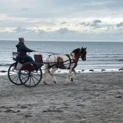 Lilwen Selina Joynson schooling her horse and trap on Newport Sands