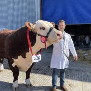 Male champion was three year old Hereford bull Trailblazer from Nelson, South Wales, shown by Adam Bowen of Bowen Du Herefords.