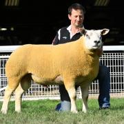Top call of 24,000gns went to Andrew Reed from his Scolton flock. Image: NSA Cymru