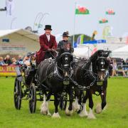 John Fletcher and his magnificent gentle giants in action at a local show