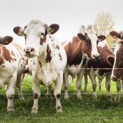 The farmers flouted the rules designed to stop the spread of bovine TB.