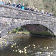 Crowds showed their support for the ducks.