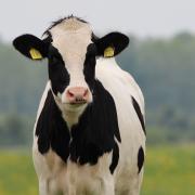 The group is set to advise the Welsh Government in relation to bovine TB