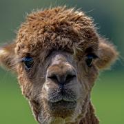 The venue says wedding guests are ‘greeted’ by alpacas. Picture: Pixabay.