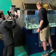 ITV's Coast and Country was filming at Sea mor Aquarium on Goodwick Parrog.