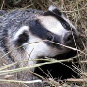 Cull decision welcomed by Pembrokeshire protest group