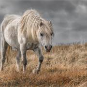 Tenby Camera Club member Jan Sullivan’s Preseli Mountain Pony was judged the best digital image in the eight-way club battle.