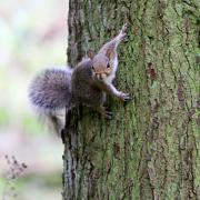 Skilful squirrel in Stackpole woods taken by Dan Soper