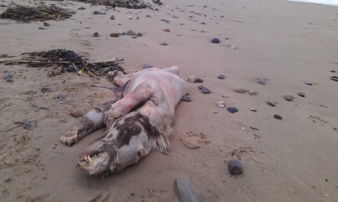 На берег Британии выбросилось неизвестное чудовище