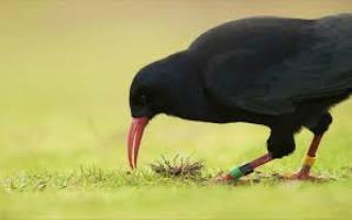 Eight choughs were recently spotted on cliffs near Cardigan Island.