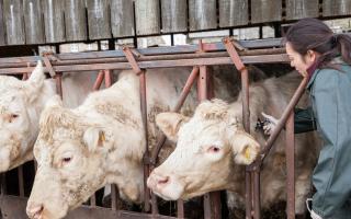 Farmers want to see fewer cattle slaughtered on-farm after a TB breakdown. Image: FUW