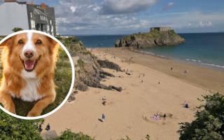 There are ten Pembrokeshire beaches where dogs are banned this summer