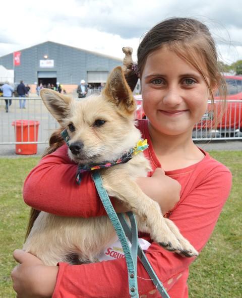 Pembrokeshire County Show 2014 - Dogs