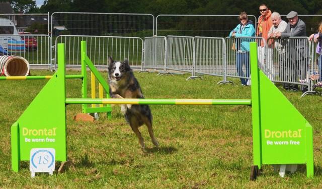 Dog agility and dog show
Pembrokeshire County Show 2014
August 19-21
Pictures: Ceri Coleman-Phillips, Lisa Soar, Jenny Hanson, and Joanna Sayers