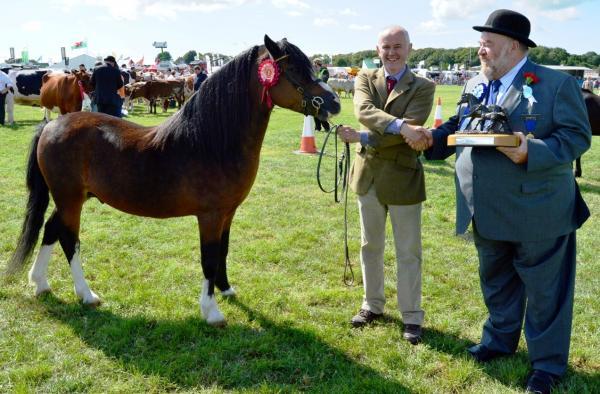 Three were horses of all shapes and sizes at the Pembrokeshire County Show.
Pictures: Western Telegraph reporting team - Ceri Coleman-Phillips and photographer Lisa Soar.