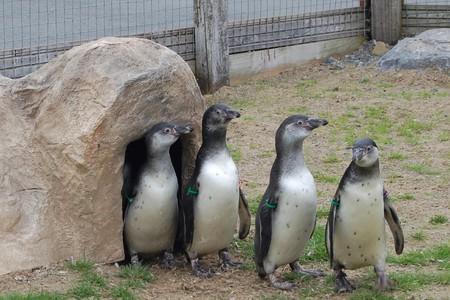 Penguin chicks Cogsworth, Bagheera, Abu, Scuttle and Thumper at Folly Farm.