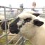 2008 Fishguard Show